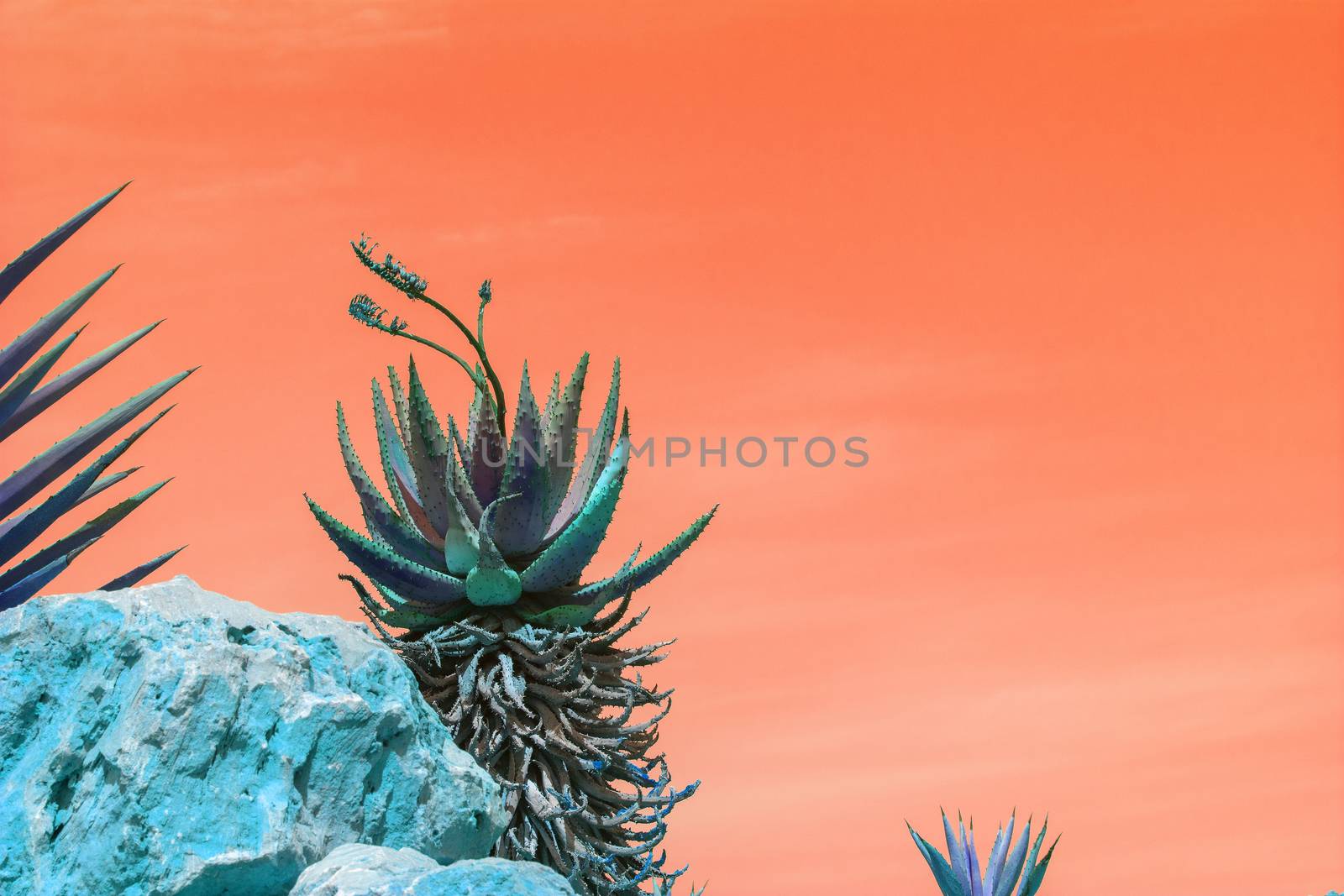 Abstract surrealistic blue and green succulent agave cactus plants with flowers against orange color sky