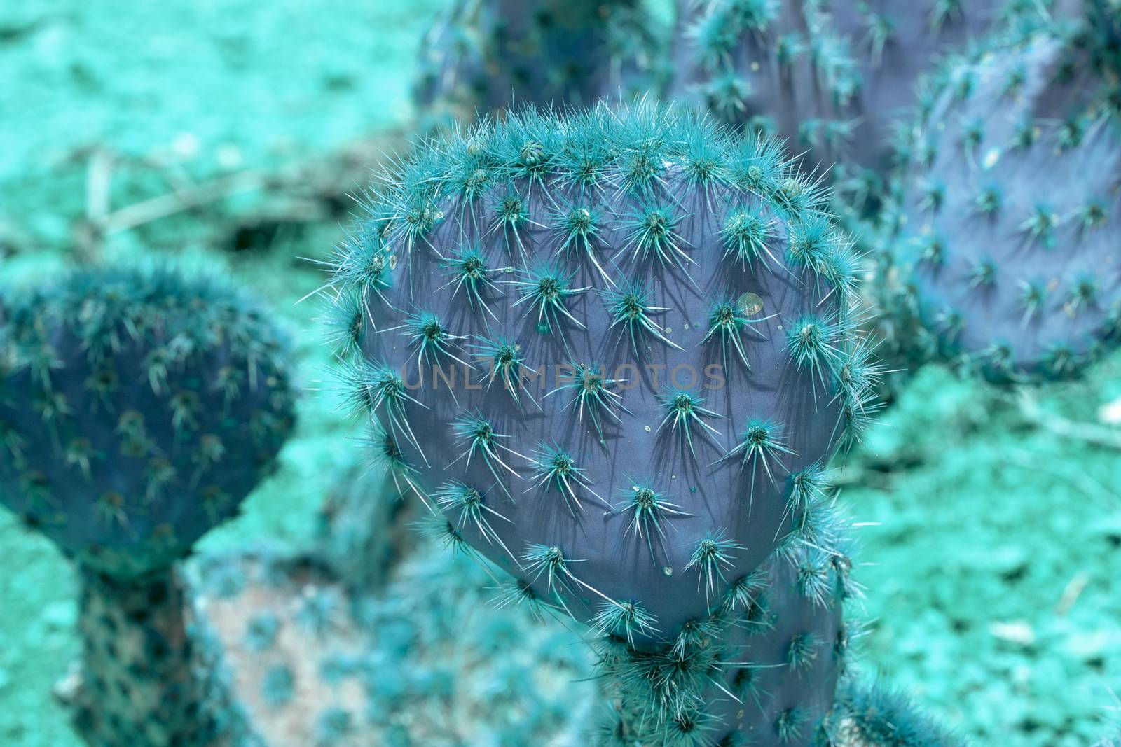 Abstract purple and turquoise thorny cactus closeup  by ArtesiaWells
