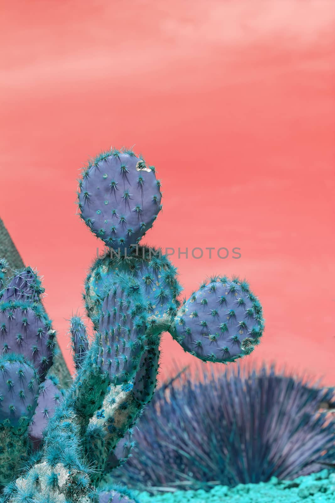 Surrealistic abstract blue thorny cactus with spikes and little fruits against pink orange sky