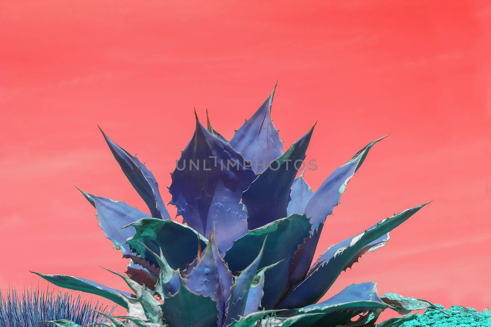 Surrealistic abstract blue succulent agave cactus against pink orange sky