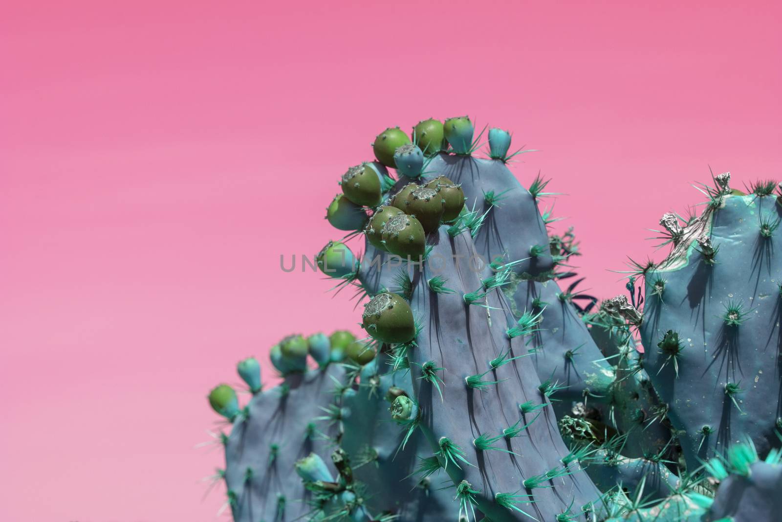 Surrealistic abstract blue thorny cactus with spikes and little fruits against pink orange sky