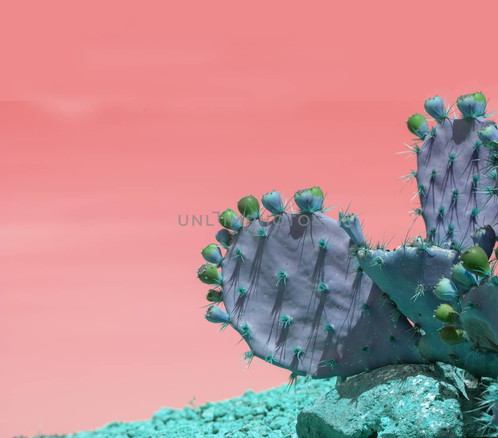 Surrealistic abstract blue thorny cactus against pink orange sky by ArtesiaWells