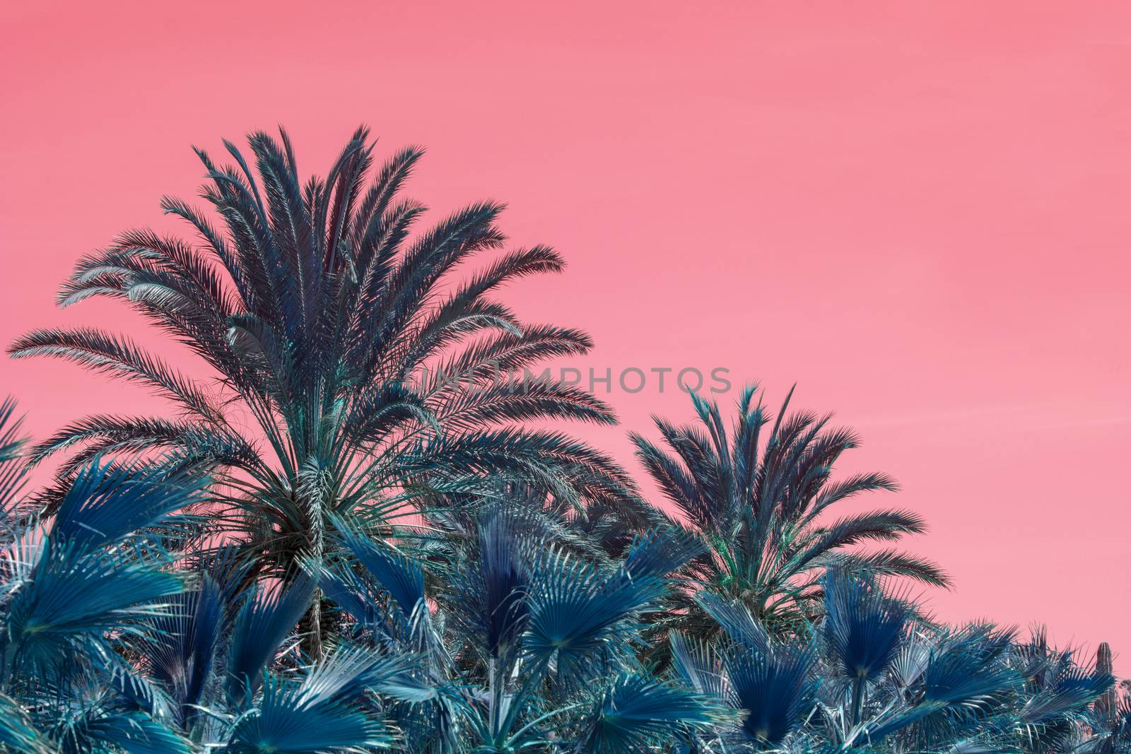 Surrealistic abstract Mallorca endemic fan palm Chamaerops humilis lush leaves against pink skies