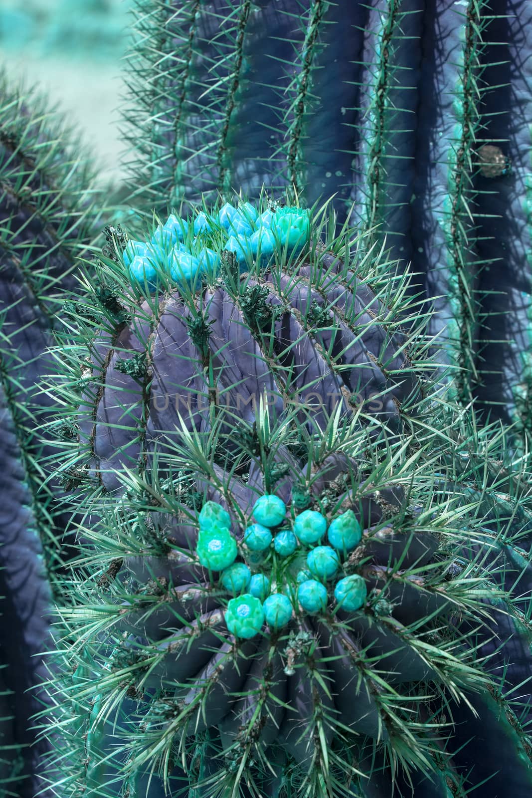 Surrealistic abstract purple cactus with turquoise flowers closeup