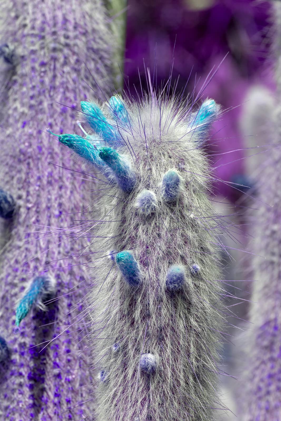 Surrealistic abstract purple cactus with turquoise flowers prickly leaves 