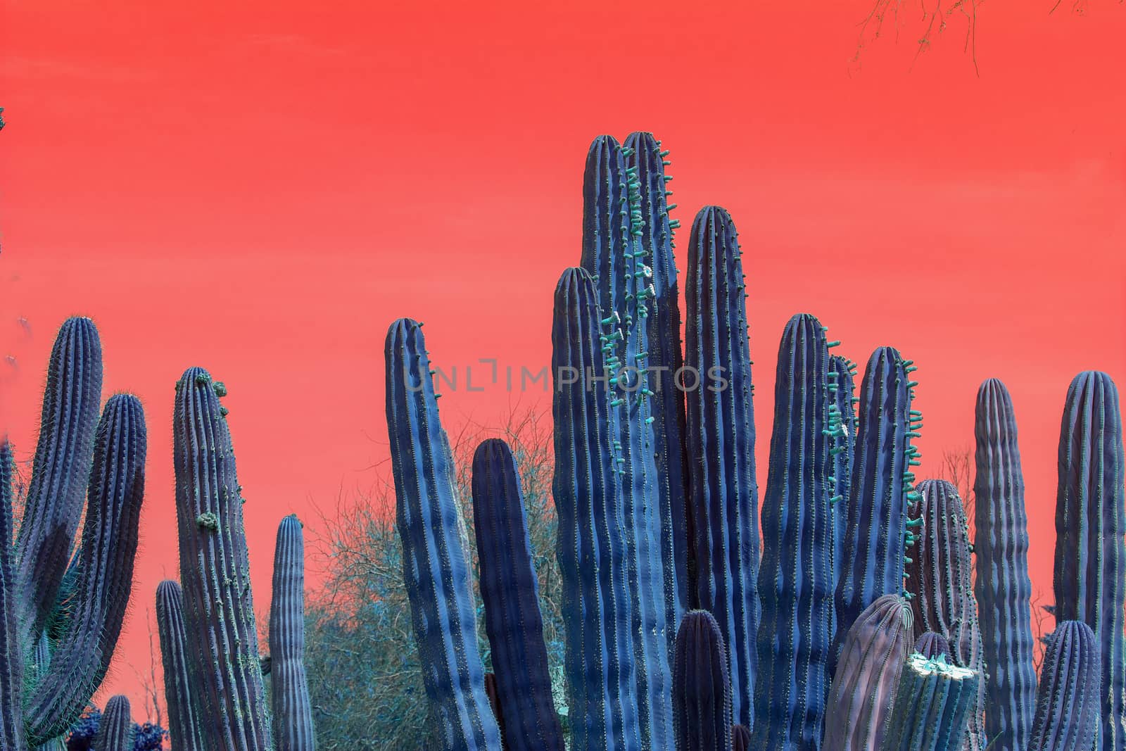 Surrealistic abstract blue cactus with red sky by ArtesiaWells