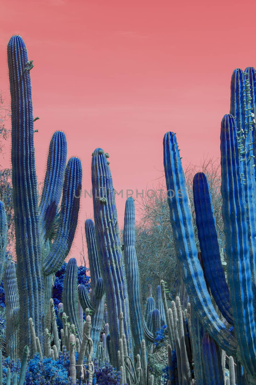 Surrealistic abstract blue glow thorny cactus in arid landscape with red sky