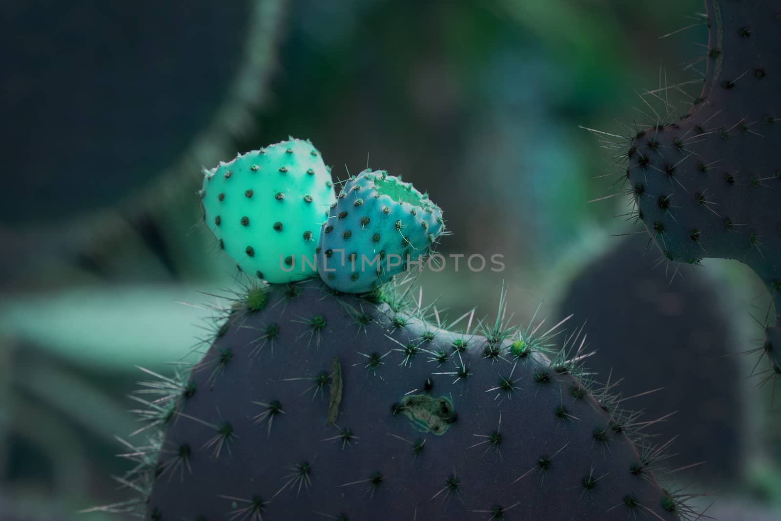 Surrealistic abstract glow thorny cactus with little fruits by ArtesiaWells