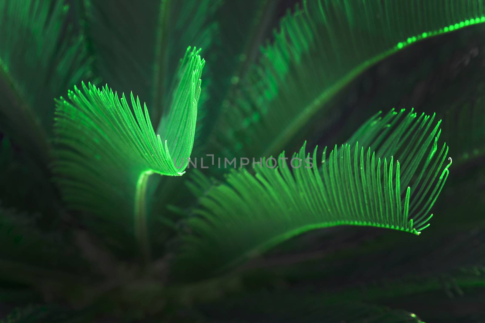 Surrealistic abstract green glow Mallorca endemic fan palm Mallorca endemic fan palm Chamaerops humilis lush leaves in sunshine.