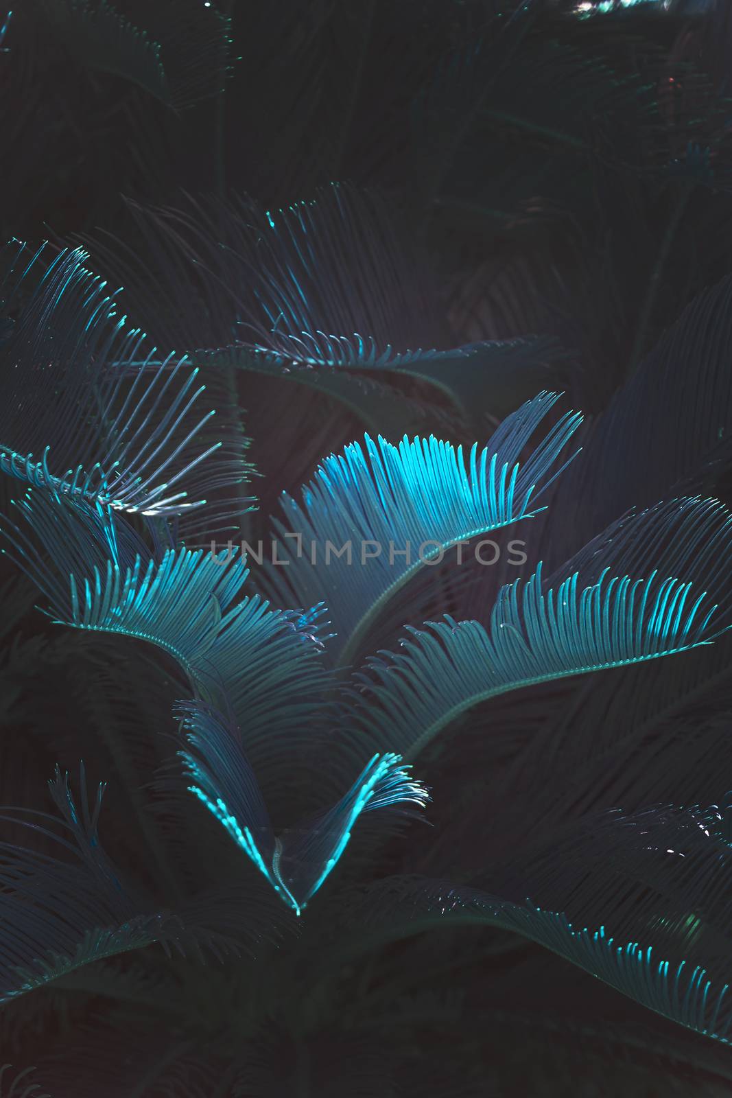 Surrealistic abstract blue glow Mallorca endemic fan palm Chamaerops humilis lush leaves in surrealistic abstract blue glow