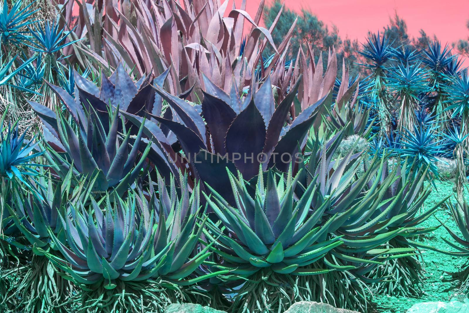 Succulent agave and aloe vera plants pink orange sky by ArtesiaWells
