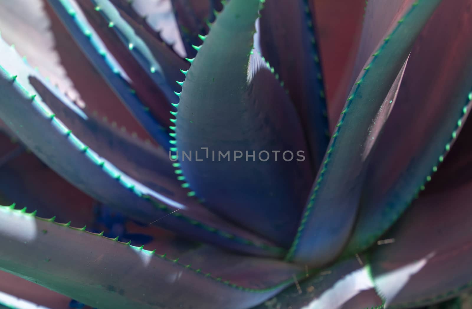 Abstract succulent agave and aloe vera plants closeup macro in surrealistic color scheme blue pink blue turquoise. 