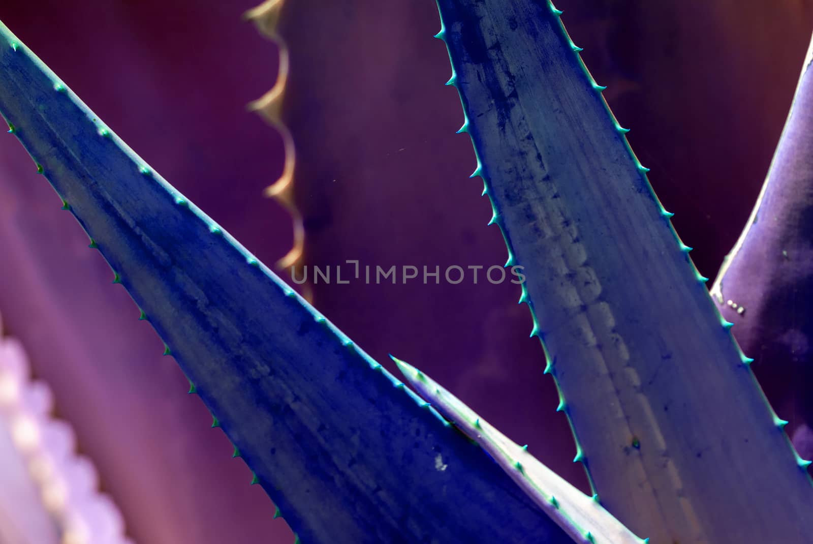 Abstract succulent agave and aloe vera plants closeup macro in surrealistic color scheme blue pink blue turquoise. 
