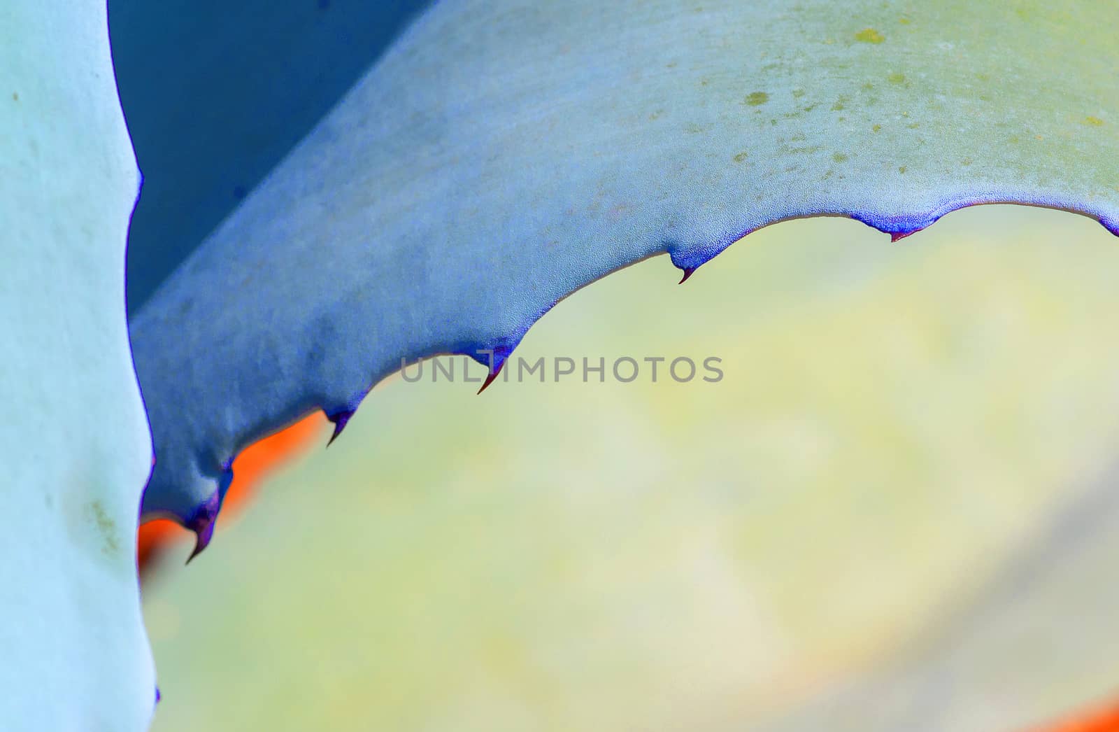 Abstract succulent agave and aloe vera plants macro in surrealistic color scheme turquoise, orange, blue
