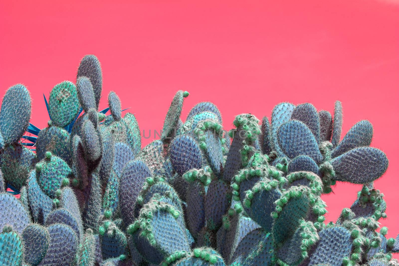 Surrealistic abstract cactus and succulent plants in arid landscape with pink red sky