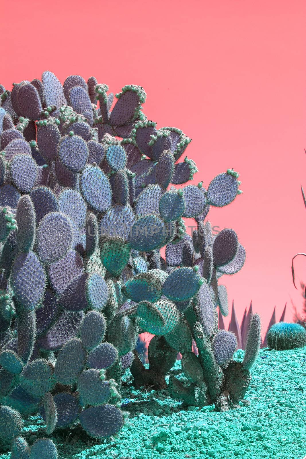 Surrealistic abstract cactus and succulent plants in arid landscape with pink red sky
