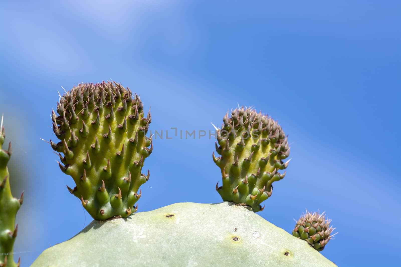 Thorny cactus with spikes and little fruits by ArtesiaWells