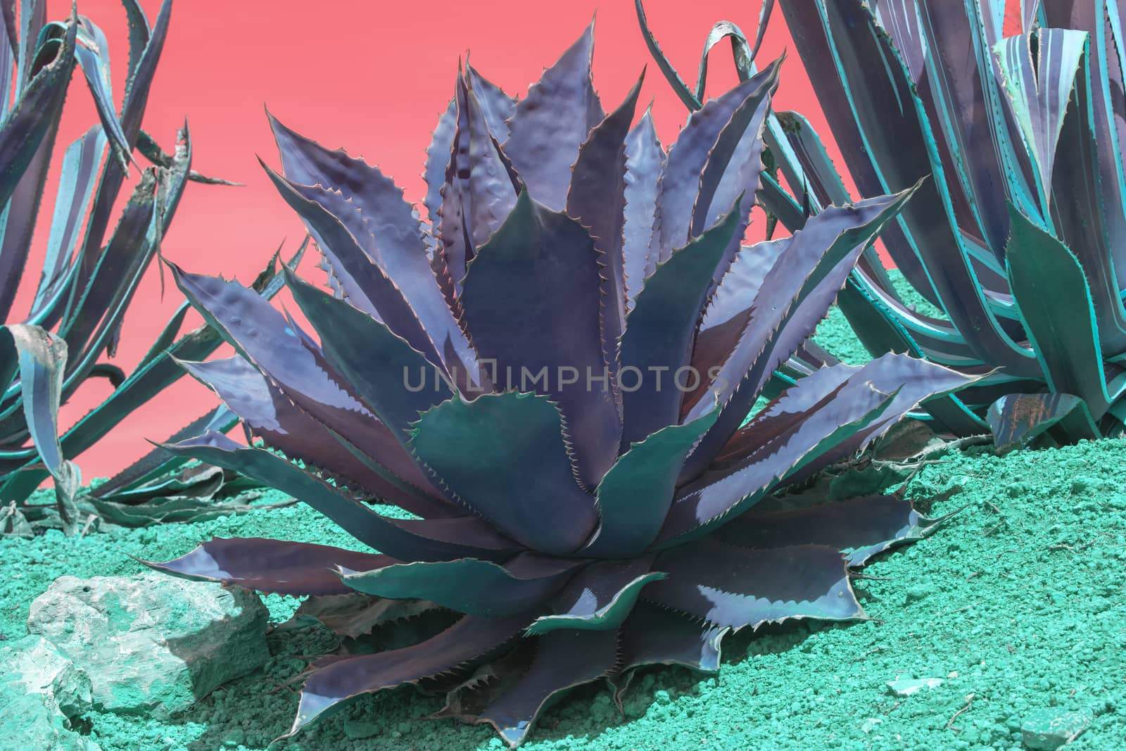 Surrealistic abstract succulent purple and turquoise agave and aloe vera plants closeup