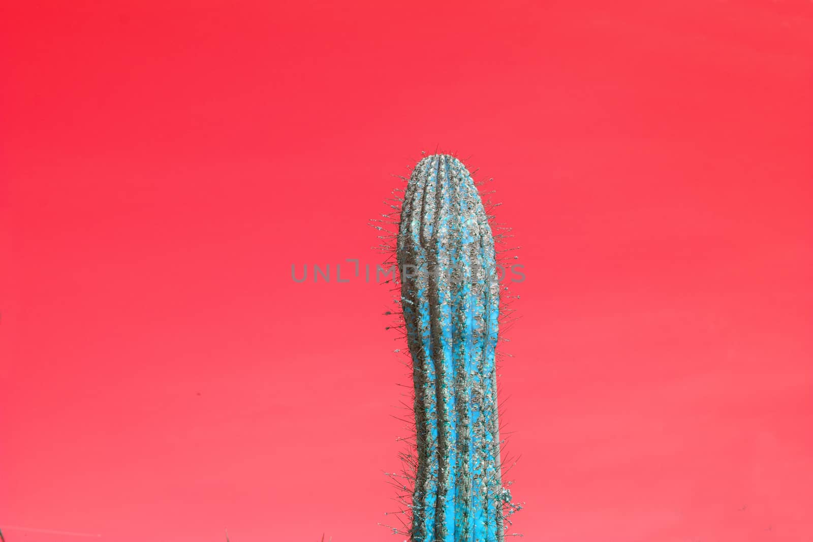 Abstract surrealistic turquoise color thorny single cactus with spikes against red sky