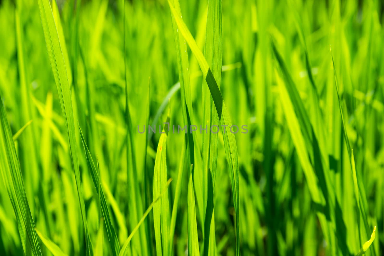 Closeup shot of rice growing by dutourdumonde