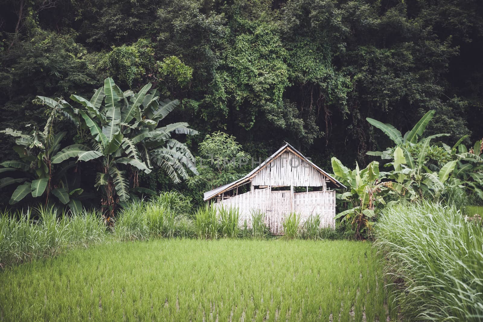 Small white bamboo hut between a rice field and the jungle in Bali, Indonesia