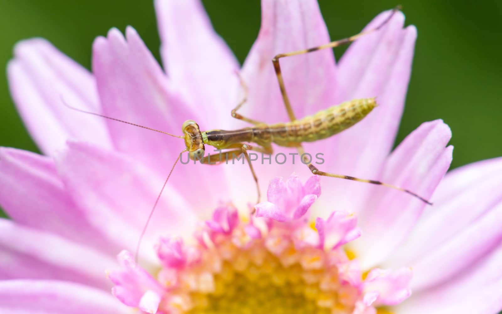 Young praying mantis on a pink flower by dutourdumonde