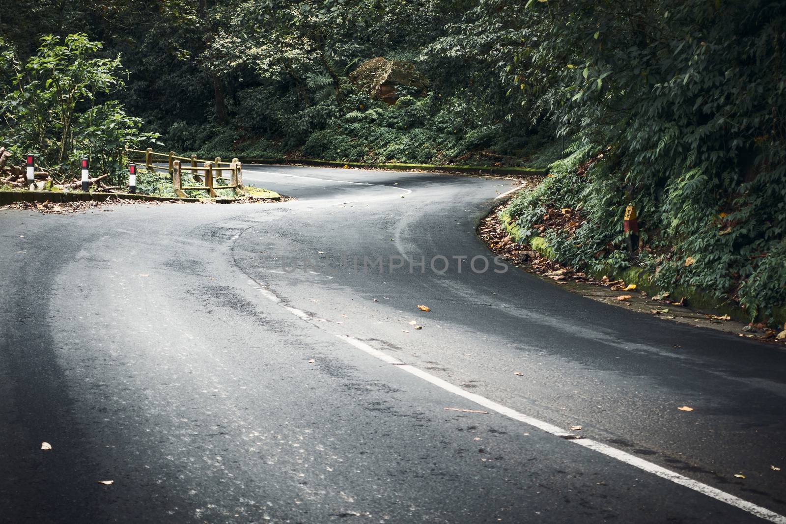 Winding mountain road inthe forest