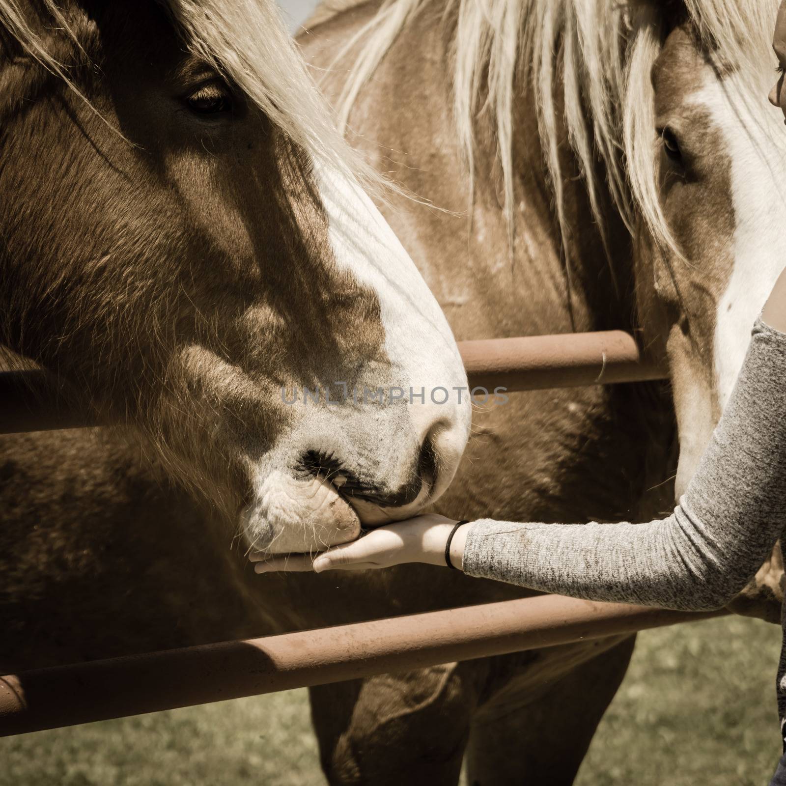 Filtered image female hand feeding Belgian Heavy Horse at farm in North Texas, America by trongnguyen