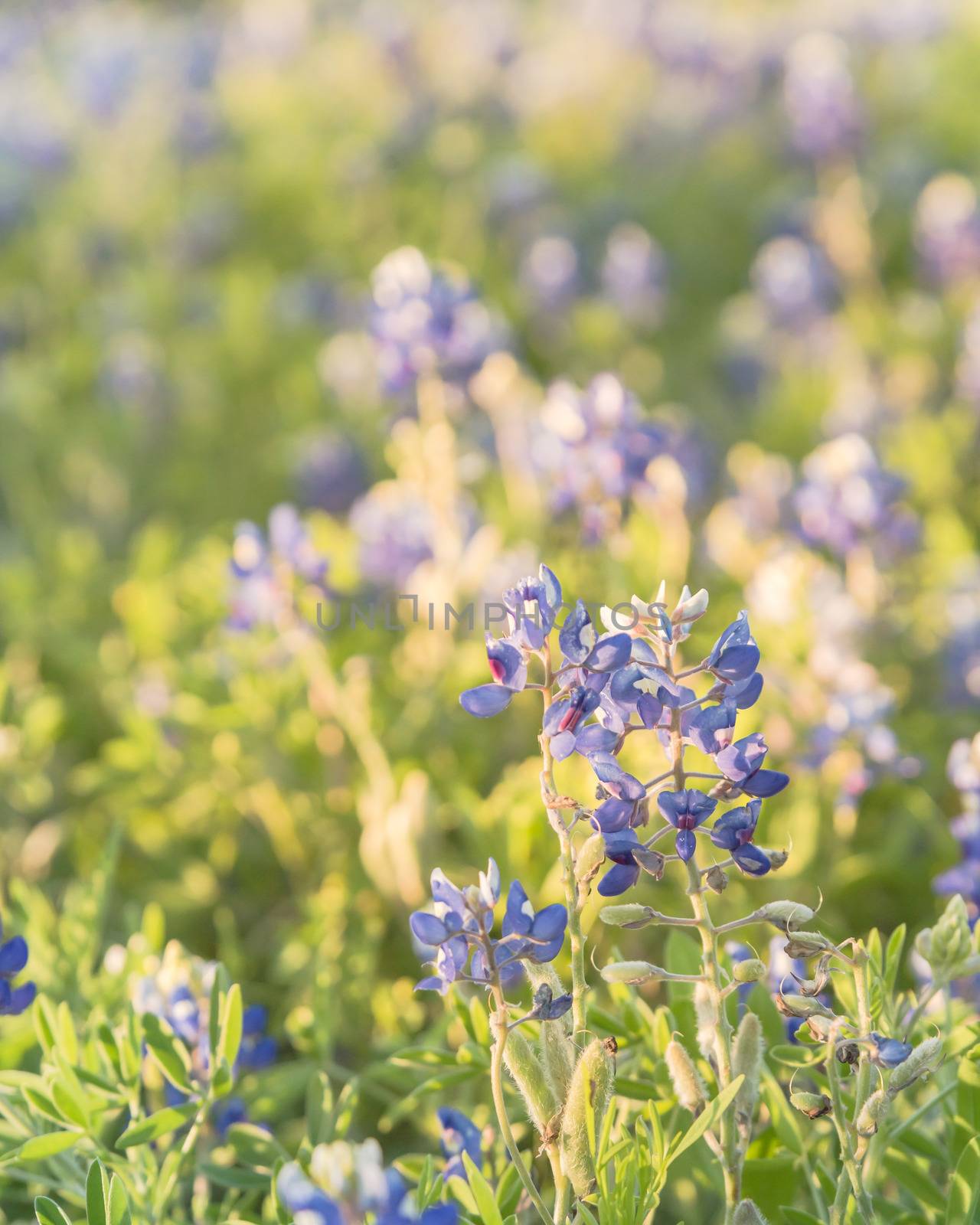 Blossom Bluebonnet wildflower at sunset in springtime near Dallas by trongnguyen