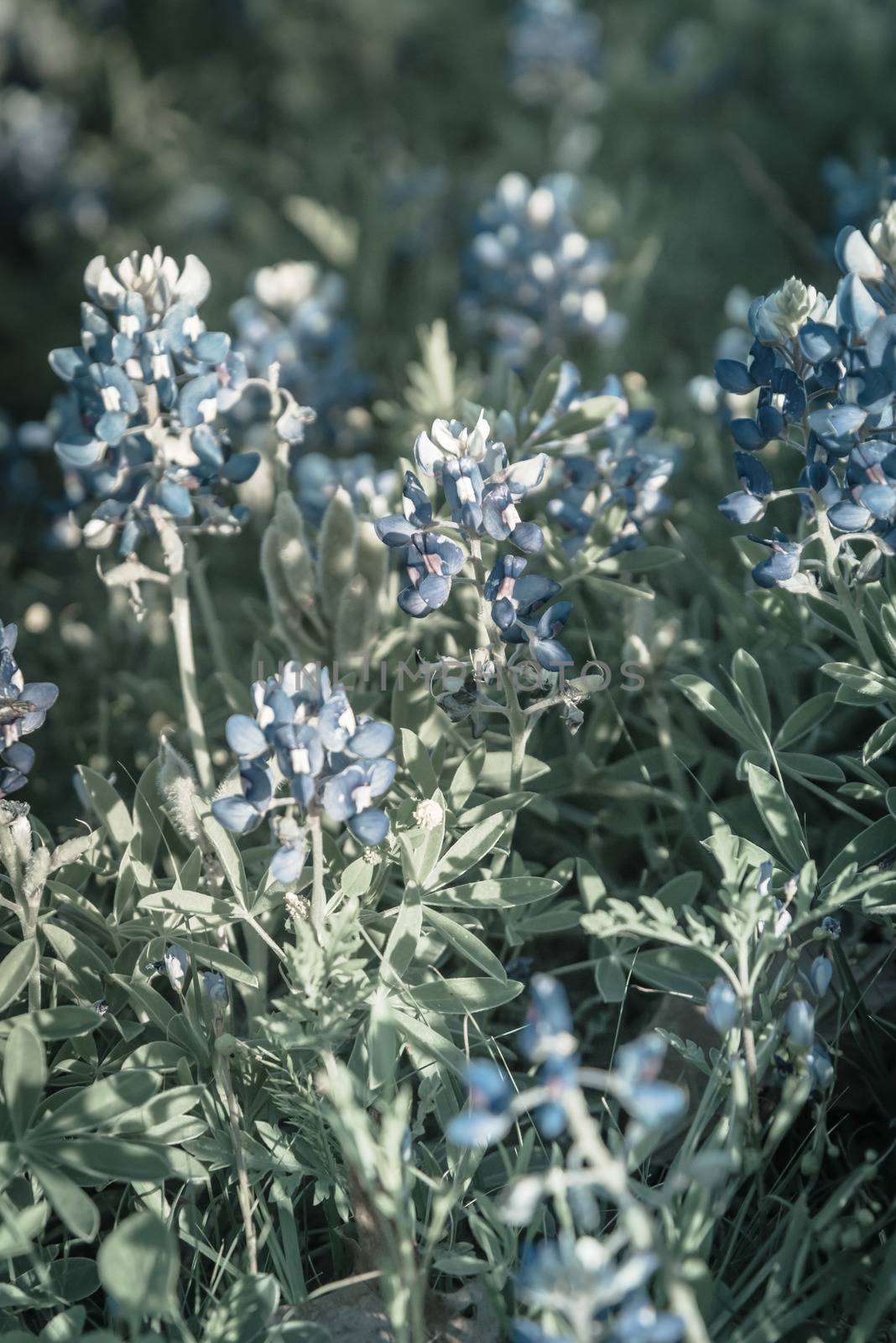 Filtered image blooming Bluebonnet wildflower at springtime near Dallas, Texas by trongnguyen