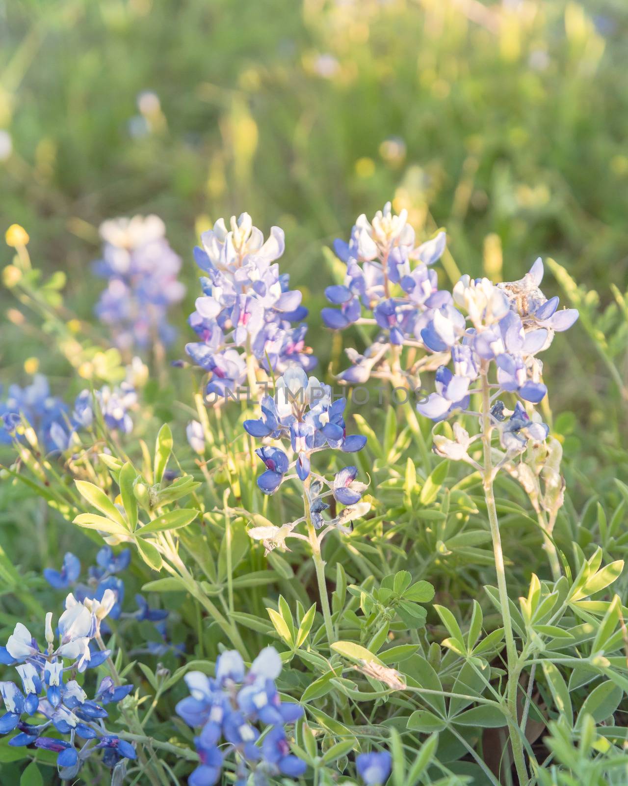 Blossom Bluebonnet wildflower at sunset in springtime near Dallas by trongnguyen