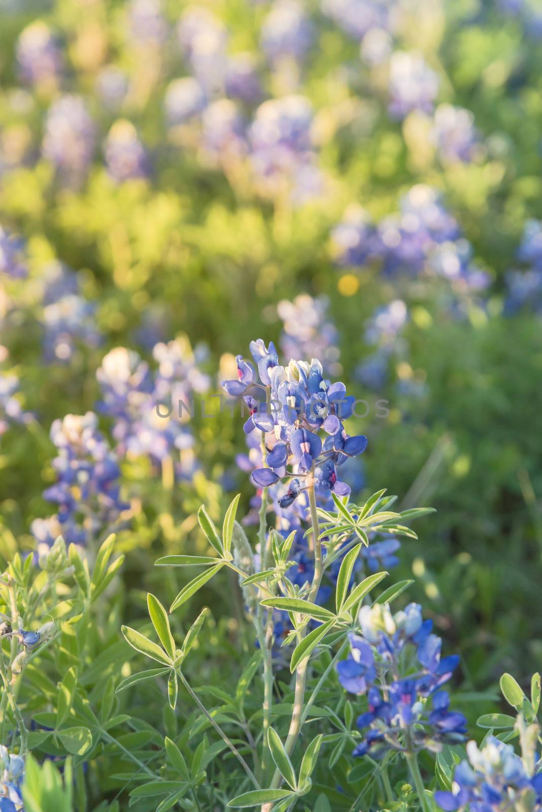 Beautiful bush of Bluebonnet full blossom at sunset during springtime near Dallas, Texas, USA. This is the official state flower of Texas. Wildflower blooming background