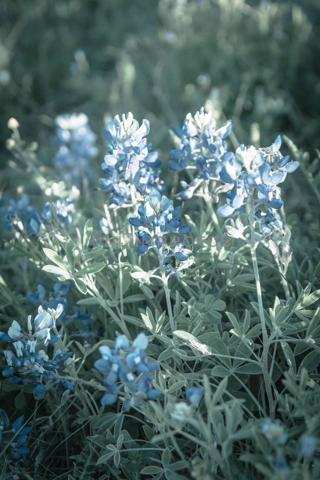 Vintage tone close-up view a bush of Bluebonnet full blossom at springtime near Dallas, Texas, USA. This is the official state flower of Texas. Wildflower blooming at sunset background