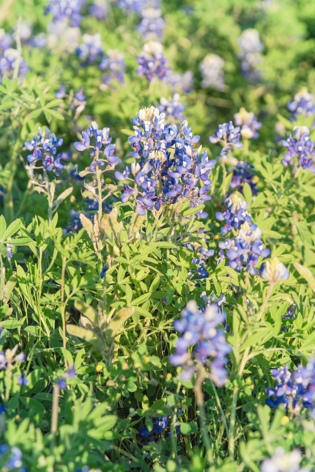Blooming Bluebonnet wildflower at springtime near Dallas, Texas by trongnguyen