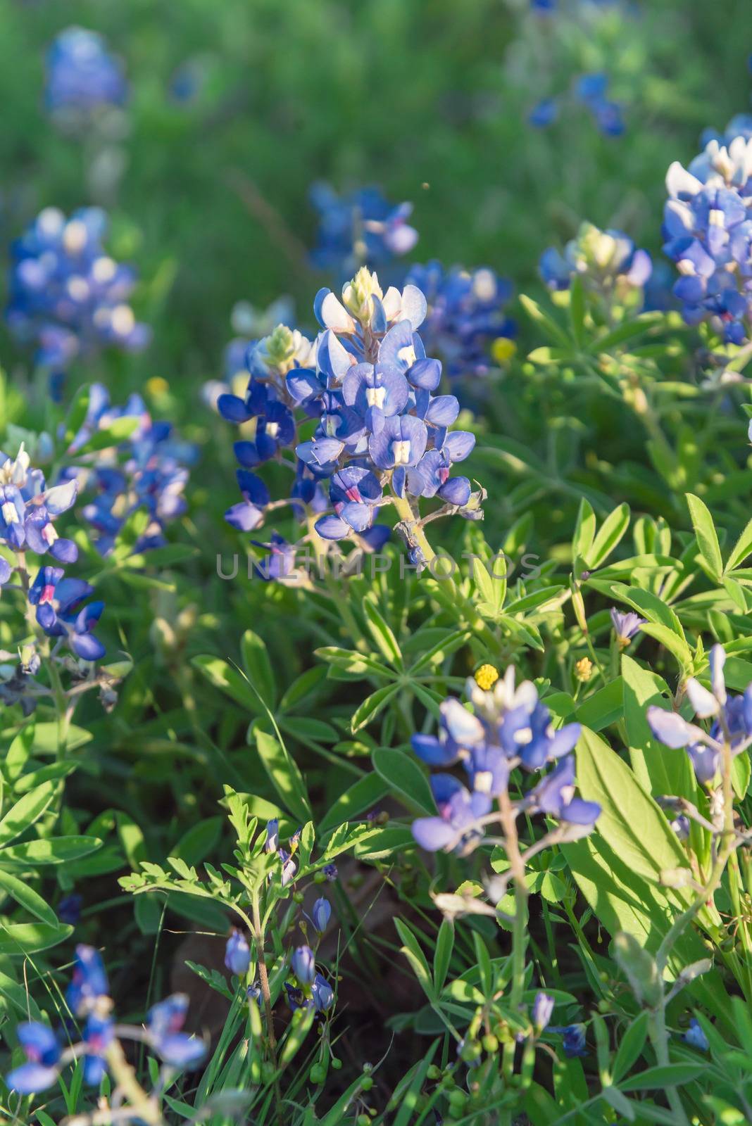 Close-up view a bush of Bluebonnet full blossom at springtime near Dallas, Texas, USA. This is the official state flower of Texas. Wildflower blooming at sunset background