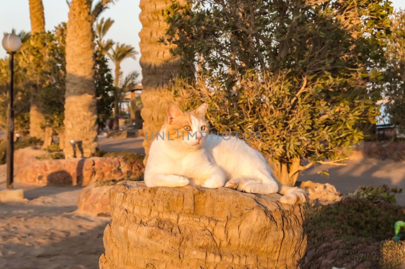 White and red cat sleeping on the trunk of a saw palm tree in the city of Hurghada