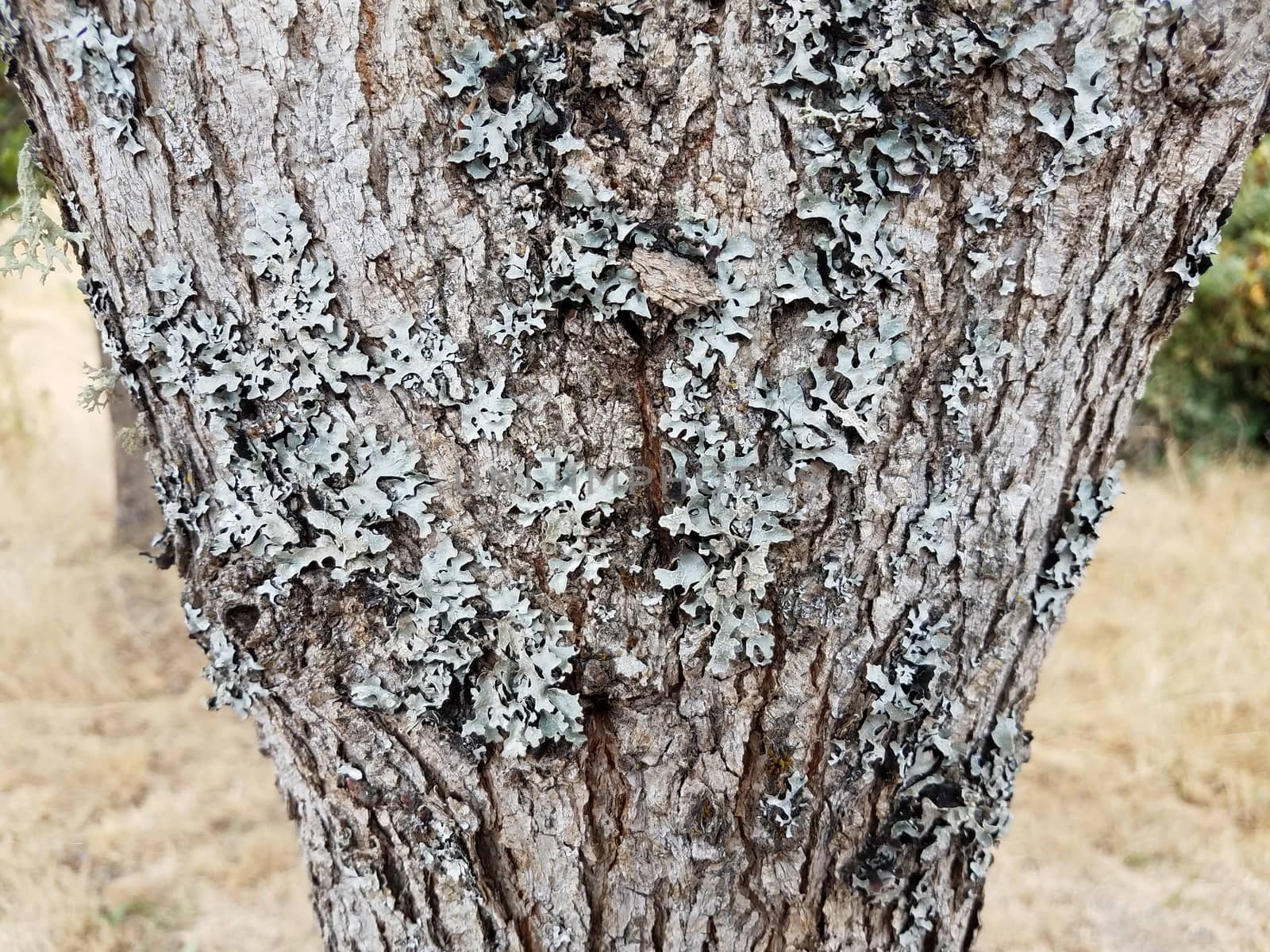 dry green and grey lichen on brown tree trunk bark