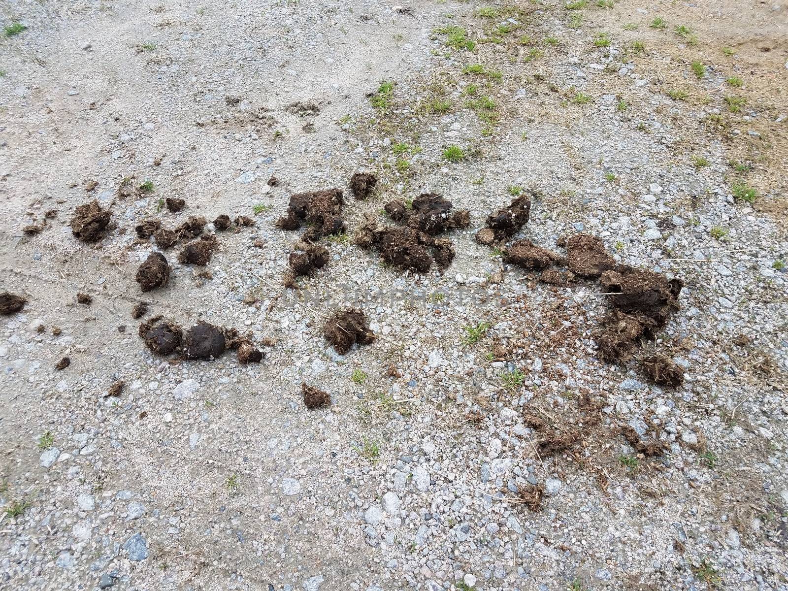 brown horse poop or feces on grey stone or gravel by stockphotofan1