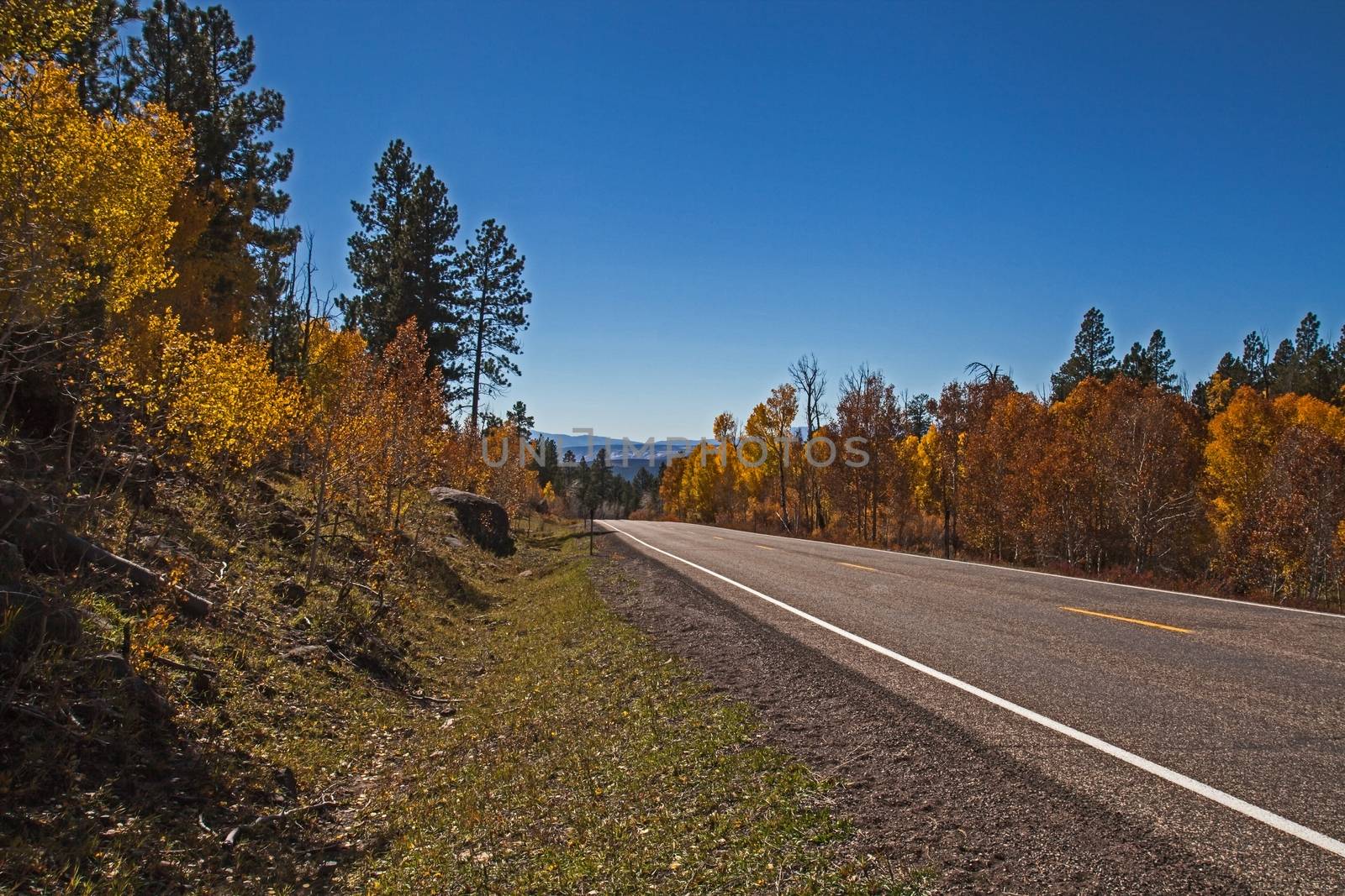 A grove of Quacking Aspen (Populus tremuloides) on The Scenic Byway, Route 12, Utah. USA