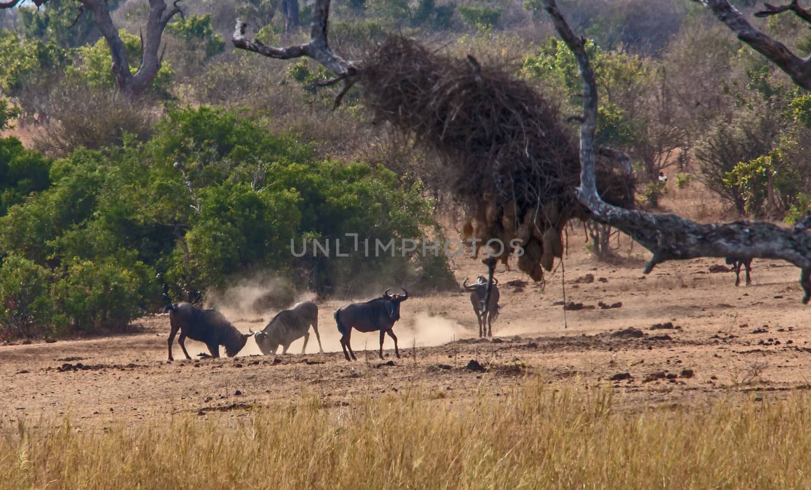 Common or Blue wildebeest (Connochaetes taurinus) photographed fighting for dominance and mating rights in Kruger National Park. South Africa
