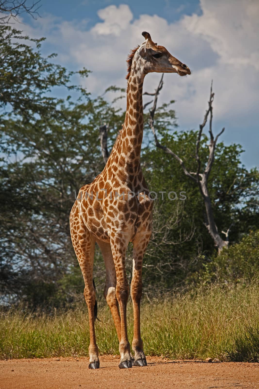 A solitary Giraffe (Giraffa camelopardalis) photographed in Kruger National Park, South Africa