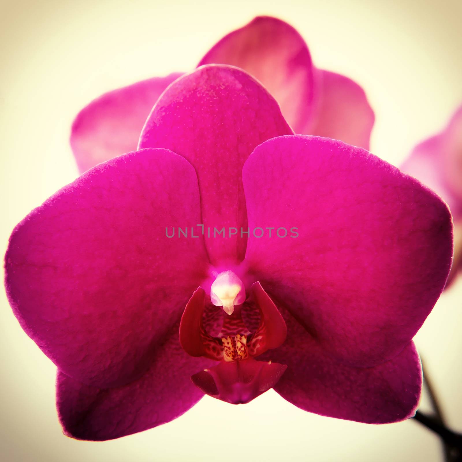 Flower of pink orchid phalaenopsis on a light background close-up, square, for the Instragram