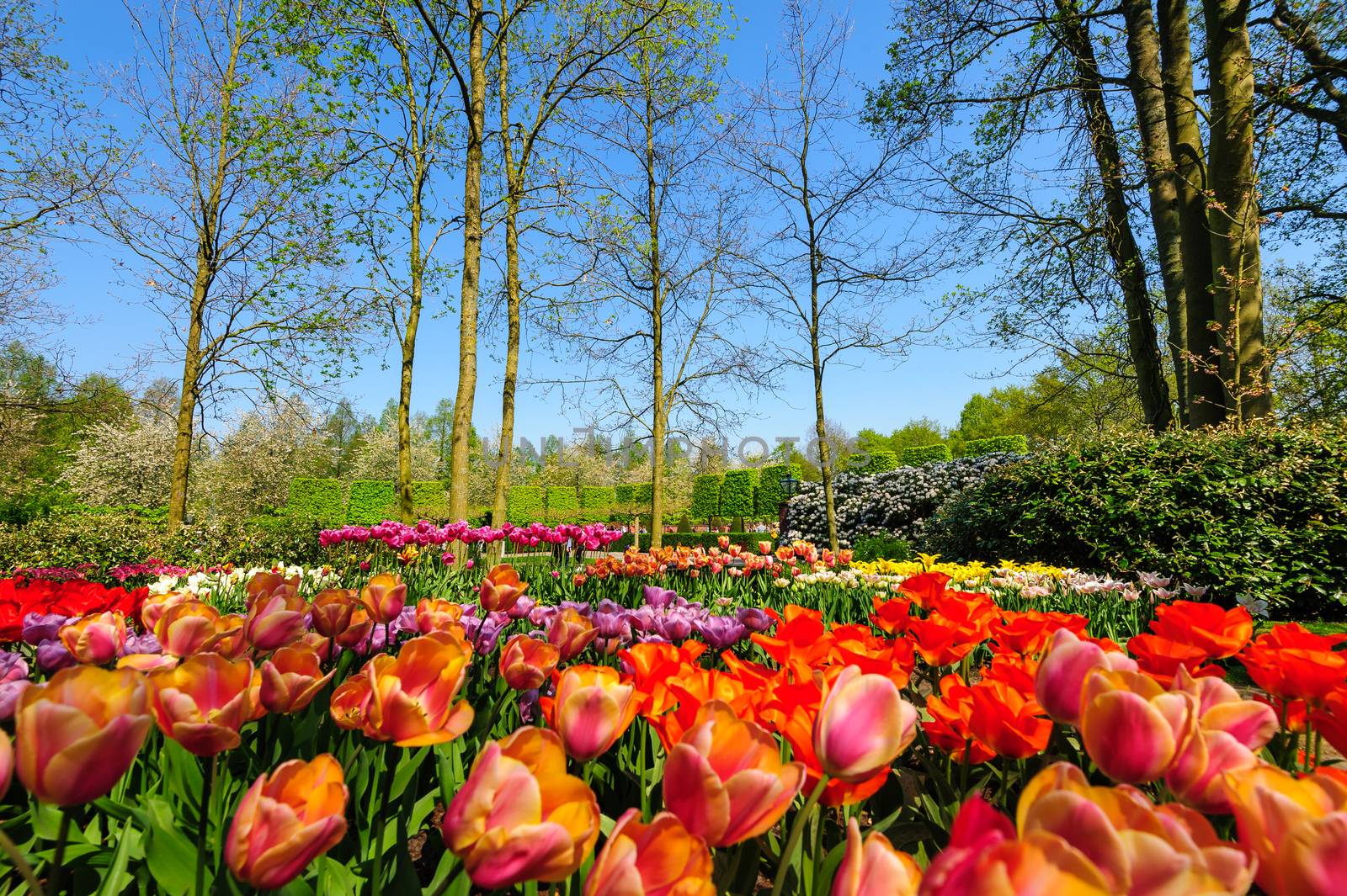 Luxury flower beds of of the Keukenhof, the world's largest flower and tulip garden park in South Holland. One of the most popular destinations in the Netherlands, also known as the Garden of Europe, approximately 7 million flower bulbs are planted annually in the park, which covers an area of 32 hectares (79 acres) and is open for two months.