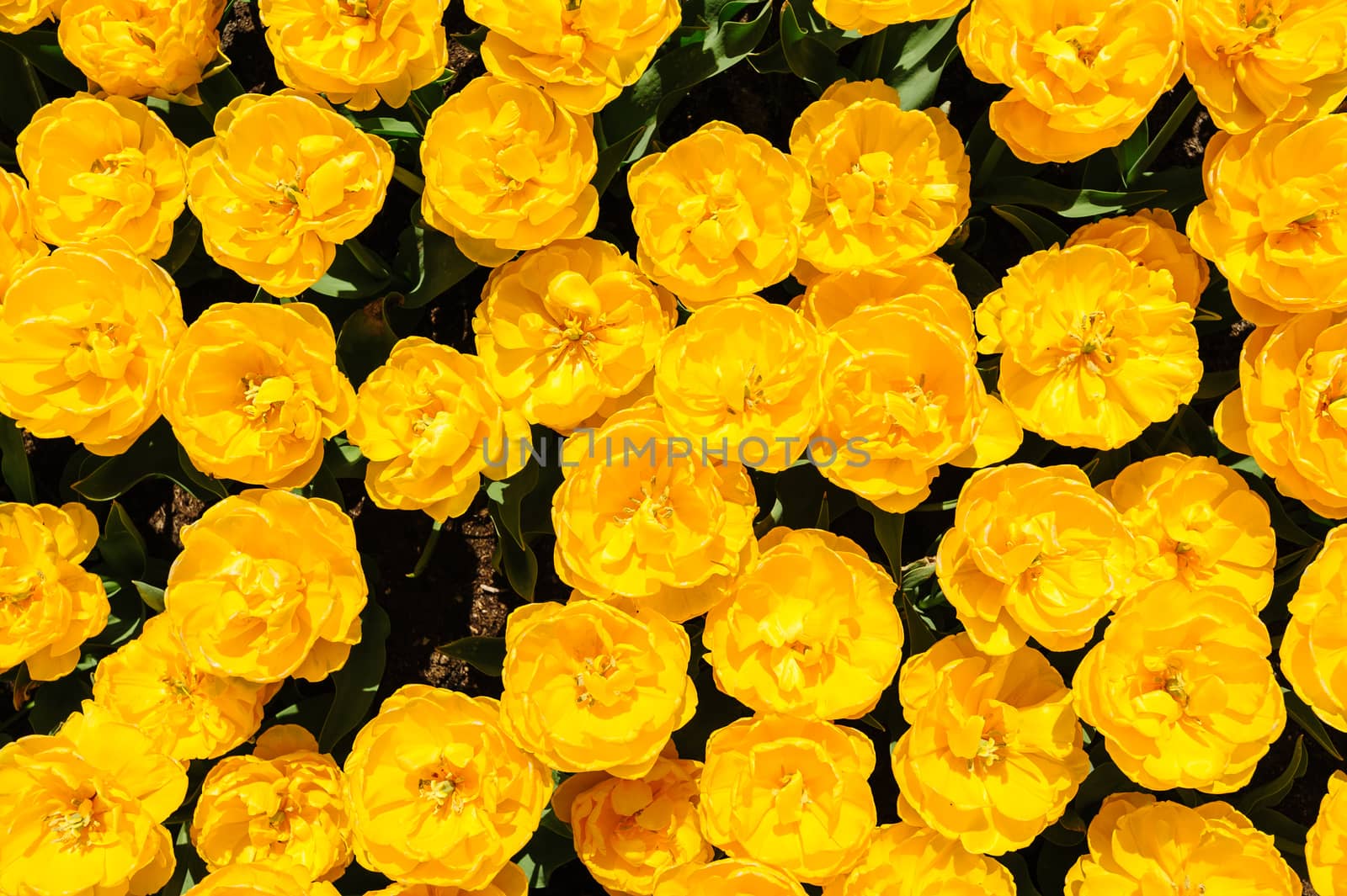 Yellow peony tulips flowerbed shot from above, Keukenhof Gardens in Lisse, Netherlands. Good as background or wallpaper.