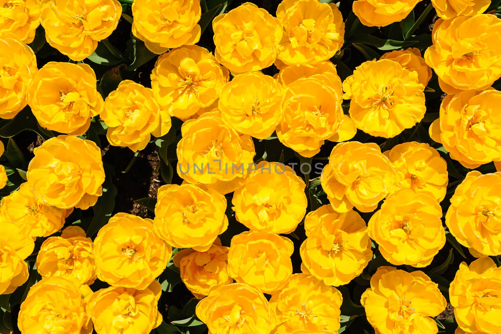 Yellow peony tulips flowerbed shot from above, Keukenhof Gardens in Lisse, Netherlands. Good as background or wallpaper.