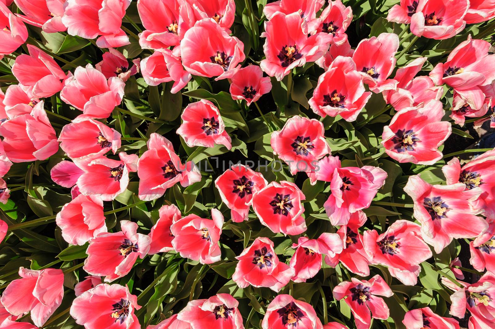 Rose with white edge tulips shot from above, Keukenhof Gardens in Lisse, Netherlands by starush