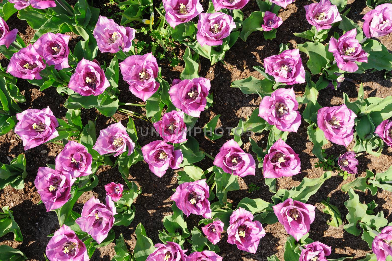 Rose-violet tulips shot from above, Keukenhof Gardens in Lisse, Netherlands by starush