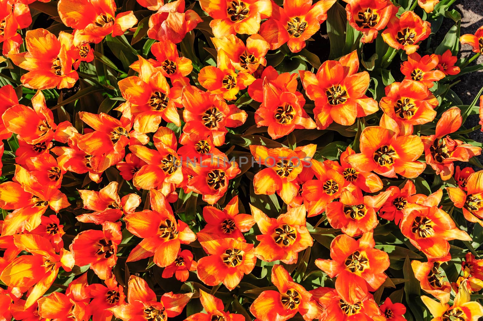 Red-yellow tulips shot from above, Keukenhof Gardens in Lisse, Netherlands by starush