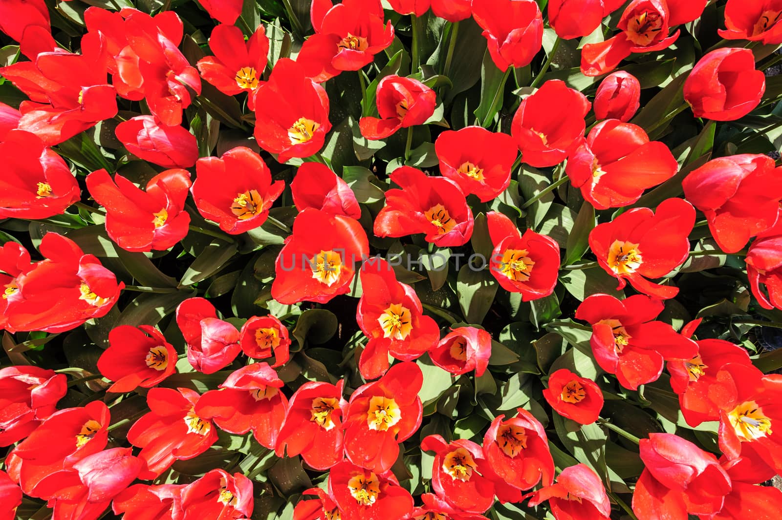 Bright red tulips flowerbed shot from above, Keukenhof Gardens in Lisse, Netherlands. Good as background or wallpaper.