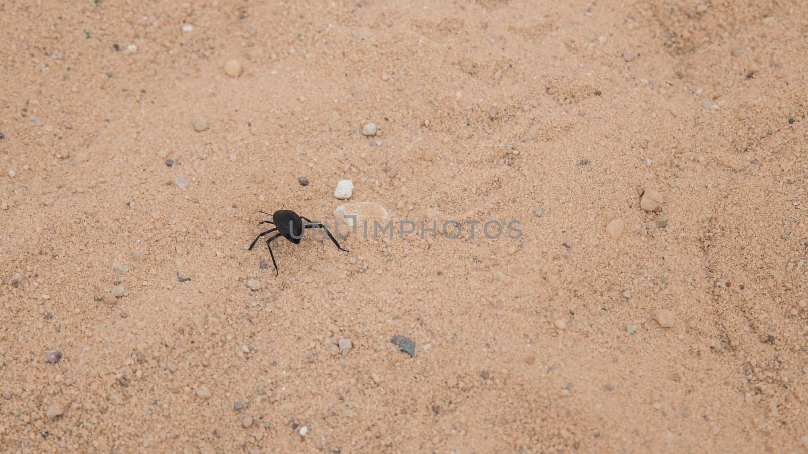 insect in the dry desert of the negev desert in israel